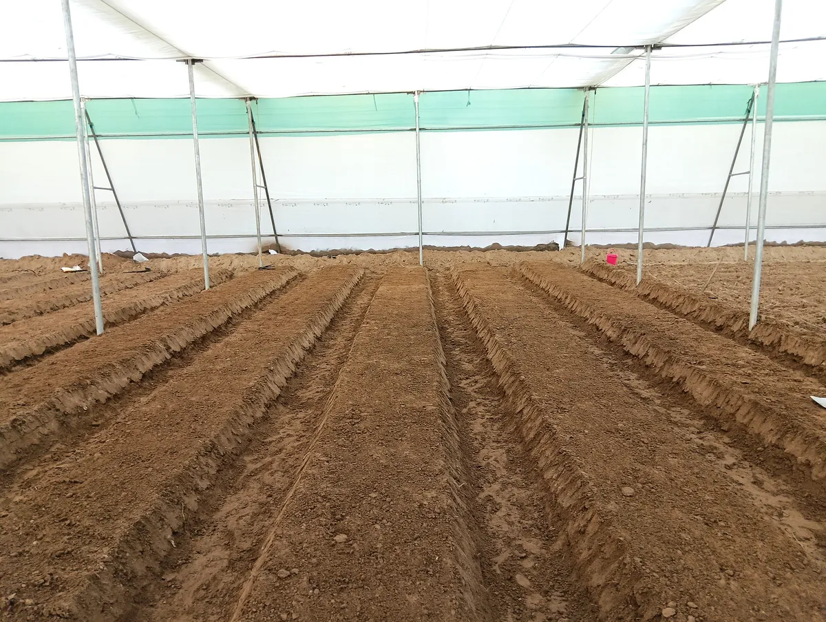 ICON Horticulture Field Work - Polyhouse & Net House Construction